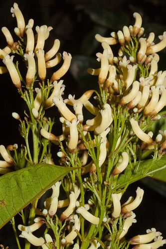 Pandorea baileyana (Maiden & R.Baker) Steenis