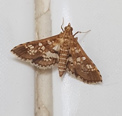 Sameodes