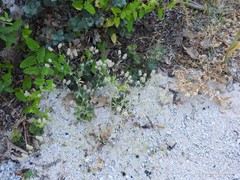 Teucrium scorodonia