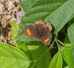 Heliophorus