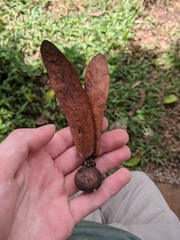 Dipterocarpus obtusifolius