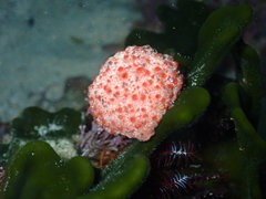 Gynandrocarpa placenta