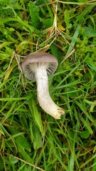 Cuphophyllus flavipes