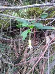 Billardiera mutabilis