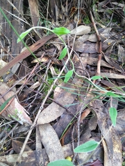 Billardiera mutabilis