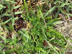 Lepidium capense