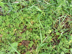 Oncosiphon sabulosus