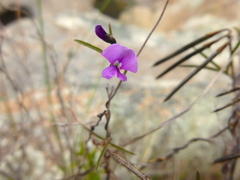Glycine rubiginosa
