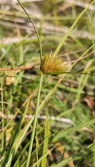 Carex bohemica