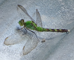 Erythemis simplicicollis