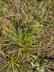 Carex bohemica