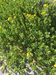 Senecio maritimus