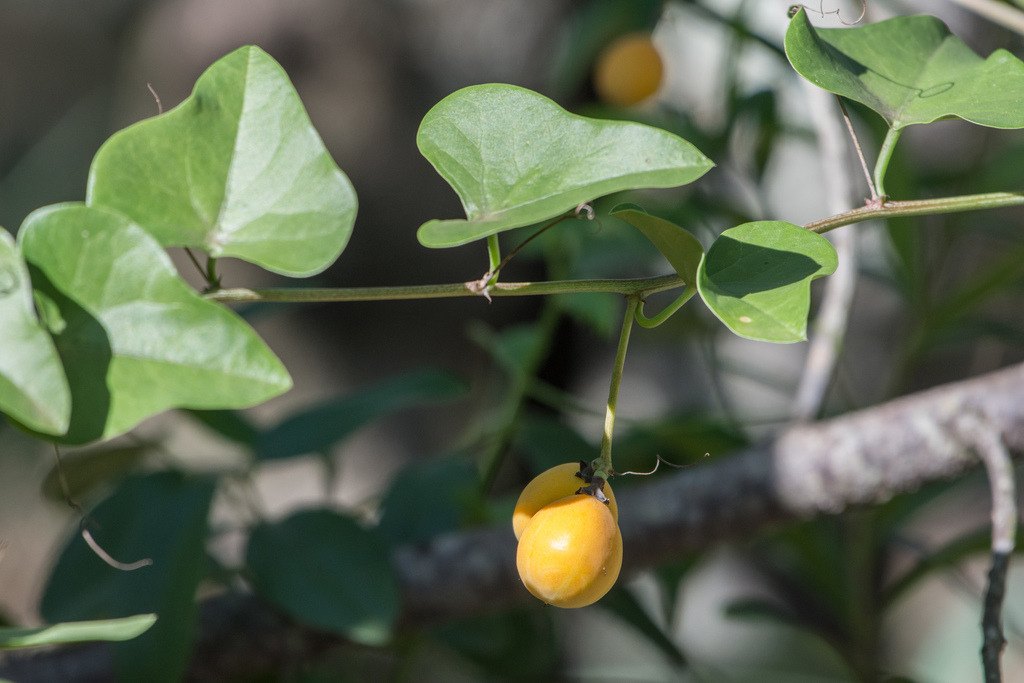 Adenia hastata