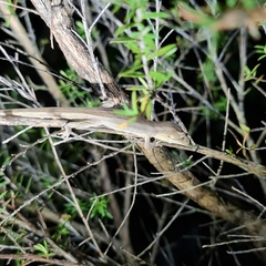 Toropuku inexpectatus