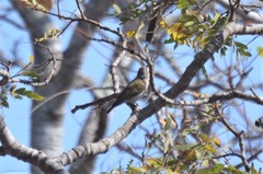 Prodotiscus zambesiae