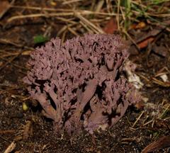 Ramaria versatilis