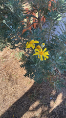 Euryops pectinatus
