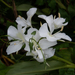 Garland Lillies - Photo (c) Colin Chiu, some rights reserved (CC BY-NC), uploaded by Colin Chiu