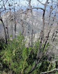 Widdringtonia nodiflora