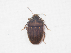 Storthecoris nigriceps