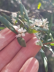 Leucopogon affinis