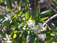Leucopogon affinis