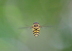 Syrphus knabi