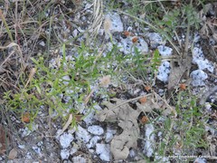 Sanguisorba verrucosa