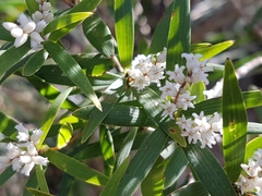 Leucopogon affinis