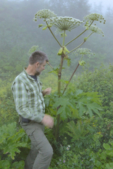 Heracleum mantegazzianum