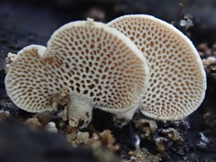 Panellus pusillus