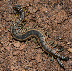 Scolopendra laeta