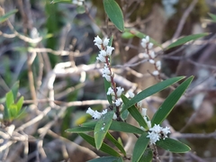 Leucopogon affinis