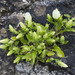 Campanula pendula - Photo (c) Kristof Zyskowski,  זכויות יוצרים חלקיות (CC BY)