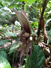 Tacca integrifolia