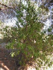 Myoporum tenuifolium