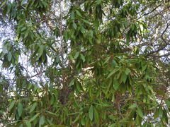 Myoporum tenuifolium