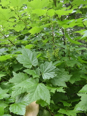 Ribes petraeum caucasicum