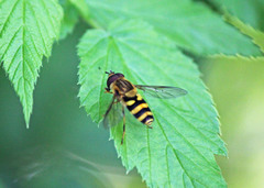 Syrphus knabi