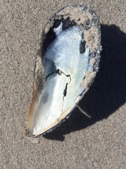 Choromytilus meridionalis