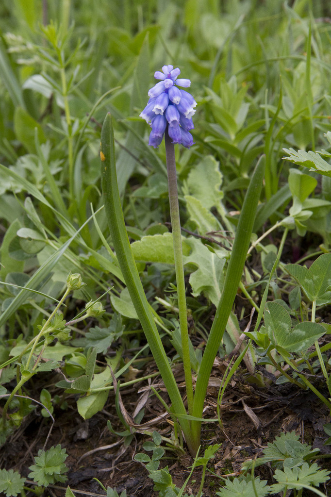 Muscari coeruleum