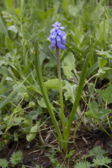 Muscari coeruleum