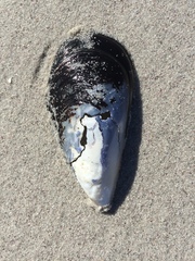 Choromytilus meridionalis
