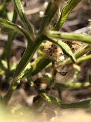 Pterocaulon sphacelatum