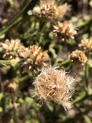 Pterocaulon sphacelatum