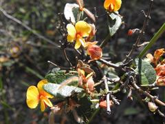 Platylobium parviflorum