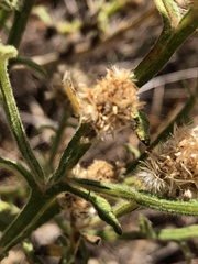 Pterocaulon sphacelatum