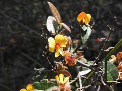 Platylobium parviflorum