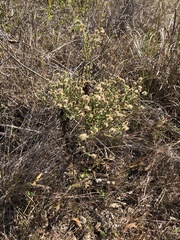 Pterocaulon sphacelatum