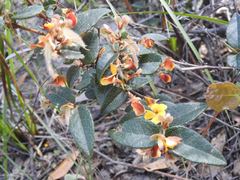 Platylobium parviflorum